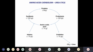 Assimilation des AA Ration alimentaire