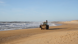 Dauphin évacué de la plage