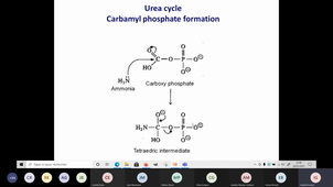 Cycle de l'Urée