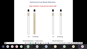 Fin Respiration Nitrates et BSR