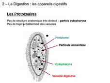 Cours nutrition comparée n#2