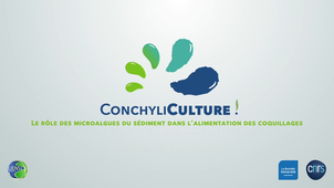 ConchyliCulture ! - Episode 2 - Le rôle des microalgues du sédiment dans l'alimentation des coquillages