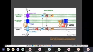 Mitochondries et calcium