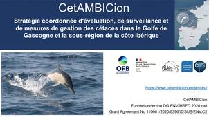 9_CetAMBICion : répondre à l’urgence de réduire les captures de cétacés dans le golfe de Gascogne