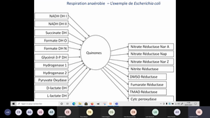 Respiration Anaérobie