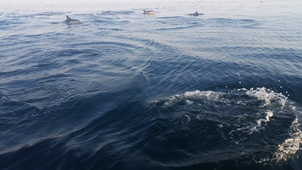 Dauphins communs - nage lente en surface