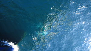 Dauphins communs - observation bateau 2