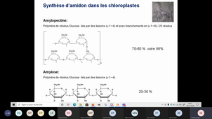 Synthse sucres