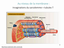 Cours Physiologie musculaire Partie 2.4