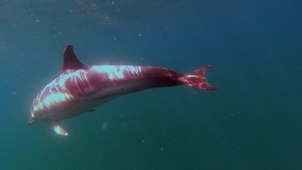 Dauphins communs - nage sous l'eau