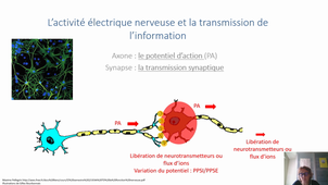 Vidéo fin du cours N. Imbert Auvray en Physiologie (2)