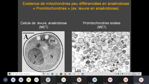 Mitochondries Cycle de vie