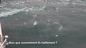 Teaser consommation Oiseaux/Rejets de pêche