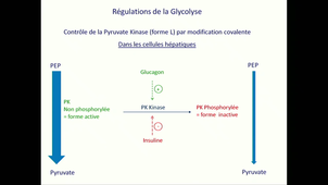 Cours 1 de Métabolisme et Enzymologie L3 SV