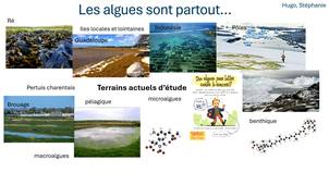 Undaria Pinatifida : une question holistique pour le LIENSs