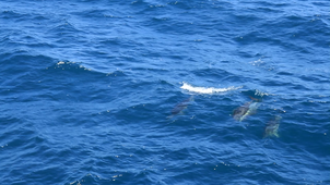 Dauphins communs 2