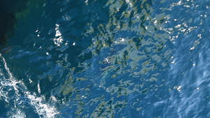 Dauphins communs - observation bateau 3