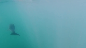 Dauphins communs, images sous-marines