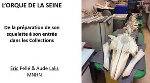 4_Orque de la Seine : De la préparation de son squelette à son entrée en collections