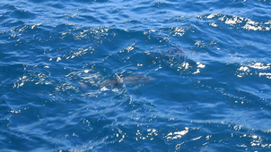 Dauphins communs 4