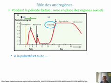 Cours Physio de la reproduction III Rôle des hormones sexuelles