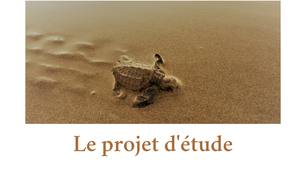 Études Marketing - Le projet d'étude