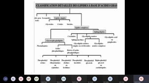 Introduction Structure des lipides