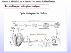 Cours d'Ecologie Planctonique - Cours N#3
