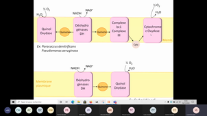 Respi Nitrates